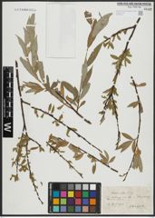 Foto von Salix alba L.